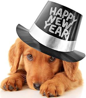 New Year Doggie