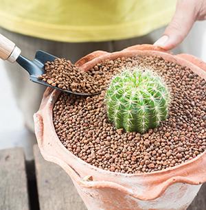 Cactus Seedling