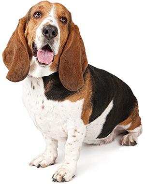 Deal-Hound