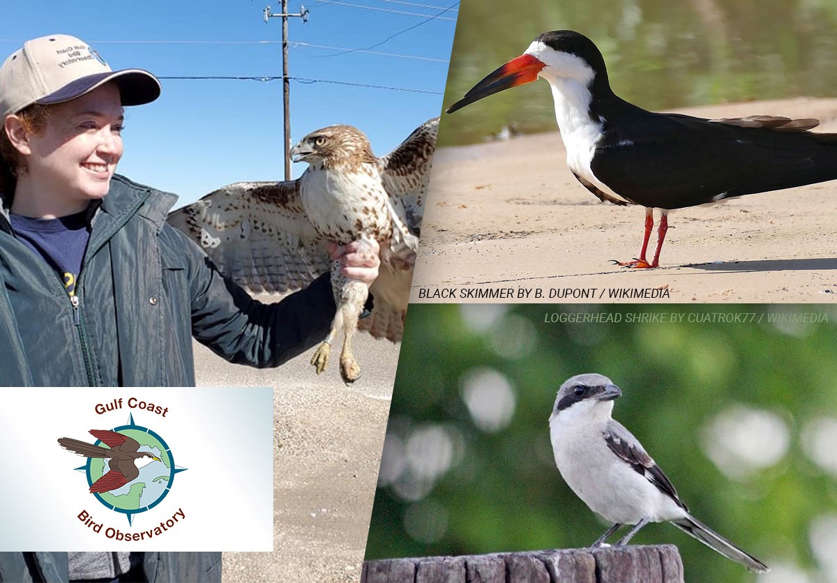 Gulf Coast Bird Observatory April 2021 ENews