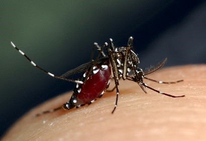 Asian Tiger Mosquito