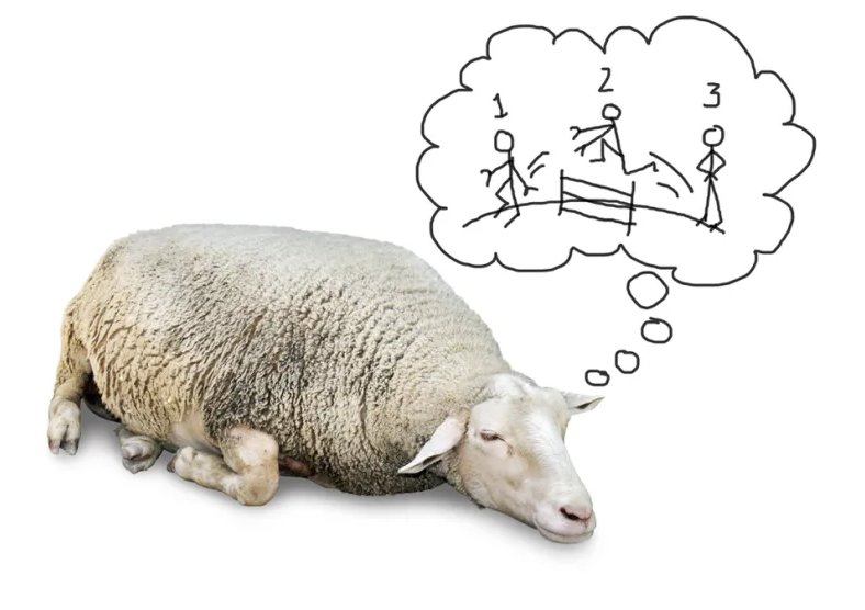 sheep counting people
