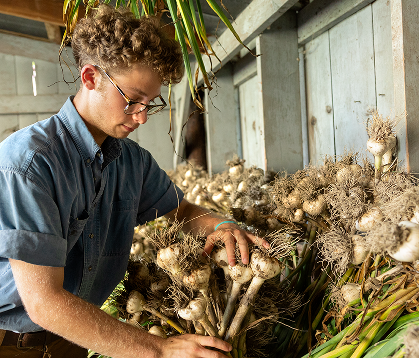 Worker gathers garlic bulbs together