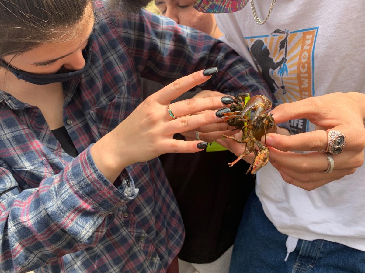 Help Us Catch Crayfish for Mercury Monitoring