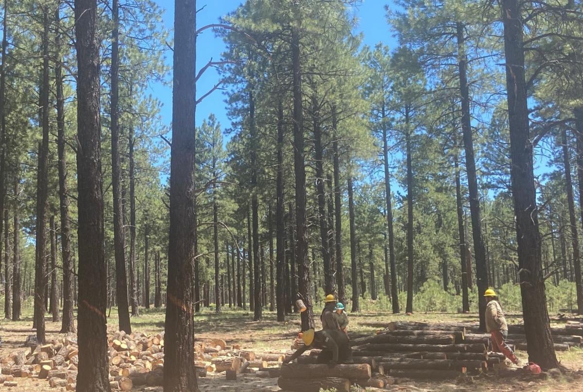 A group of people implementing a fuels reduction project by cutting trees, stacking the wood, and moving slash to piles.