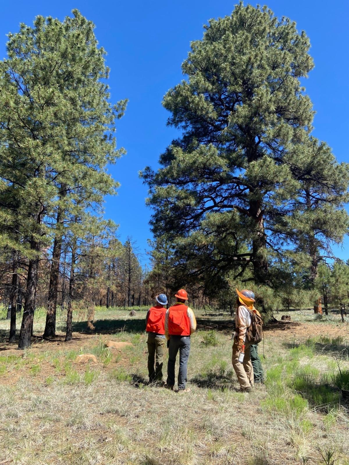 A group of people standing next to ponderosa pine trees talking about the plan for thinning.