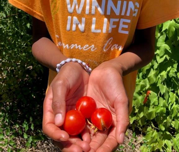 Person holding out hands with recently picked cherry tomatoes
