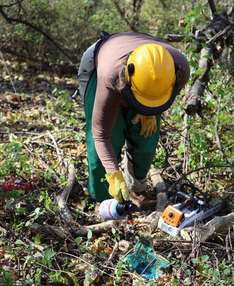 KSU Awarded Tree Campus Jumpstart Stipend