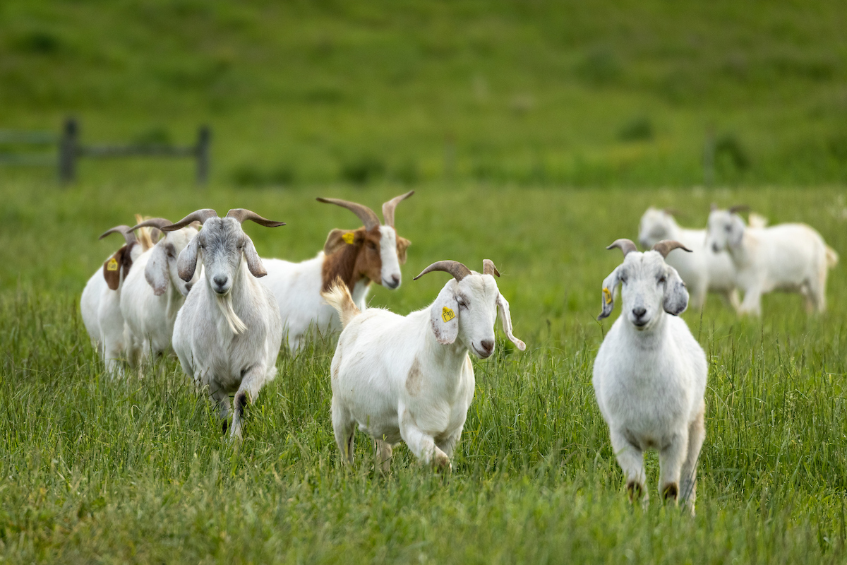 Goat month spotlights Kentucky State Practical Support