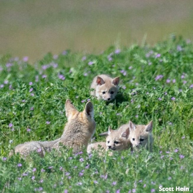 Summit Mount Diablo on This Scenic Trail