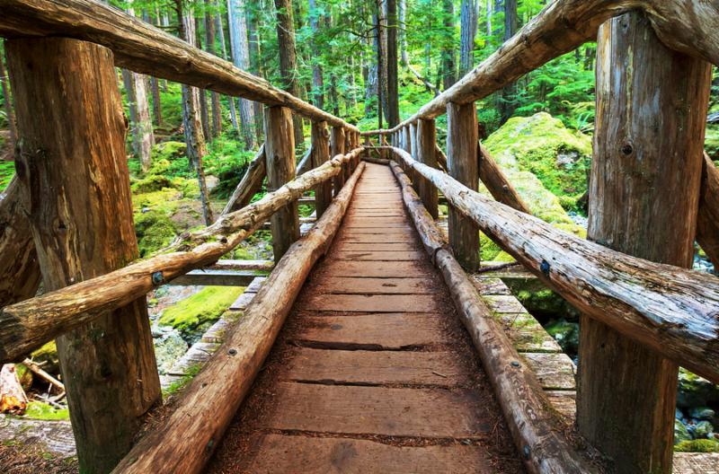 boardwalk_in_forest.jpg