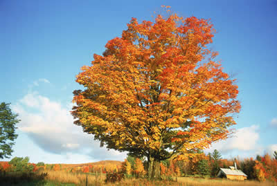 autumn-orange-tree.jpg