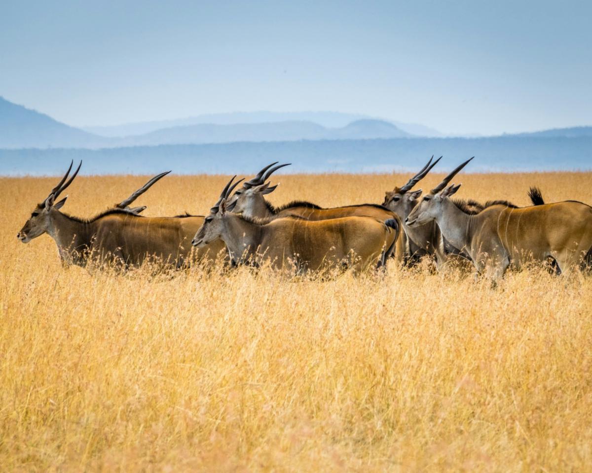 antelope on the plains of Kenya