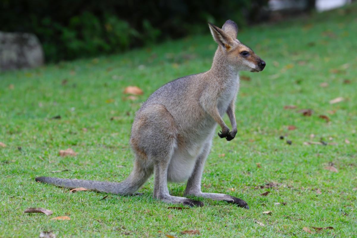 a wallaby