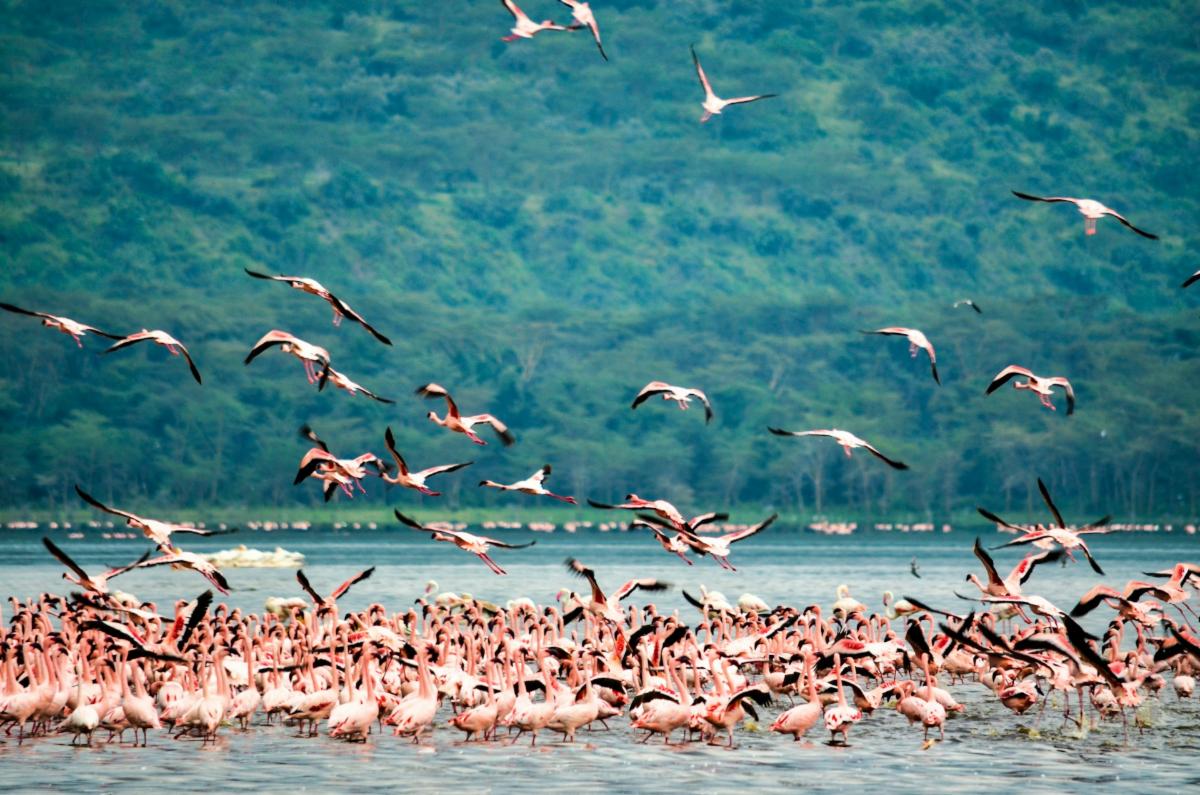 a flock of birds in Kenya