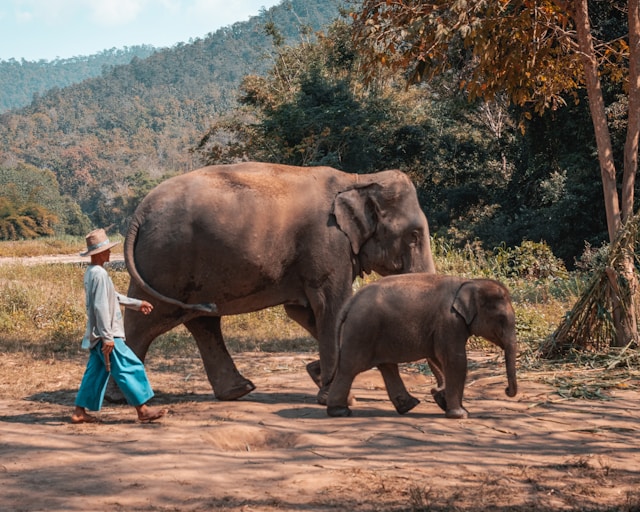 elephants in Thailand