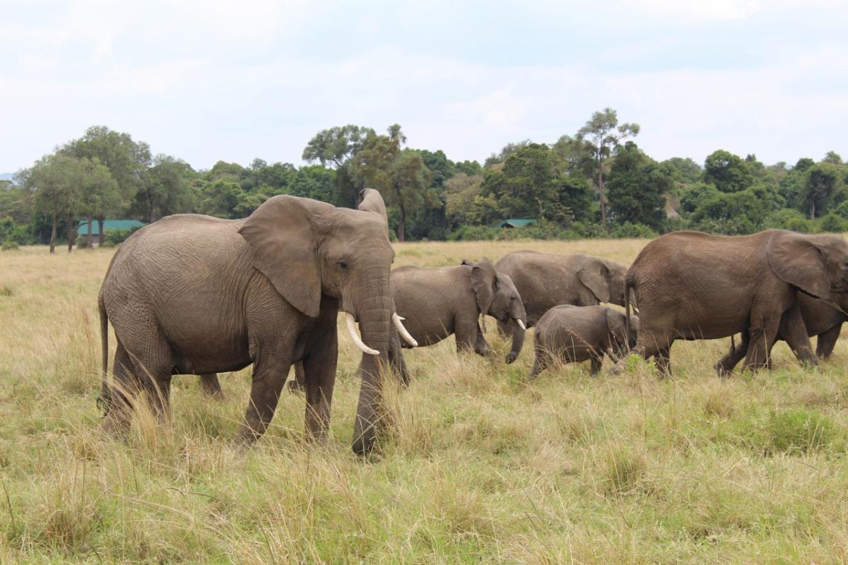 a herd of elephants on the plains of Kenya