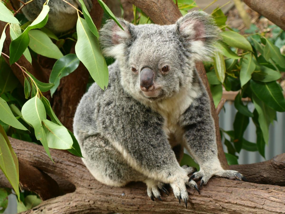 A koala in a tree