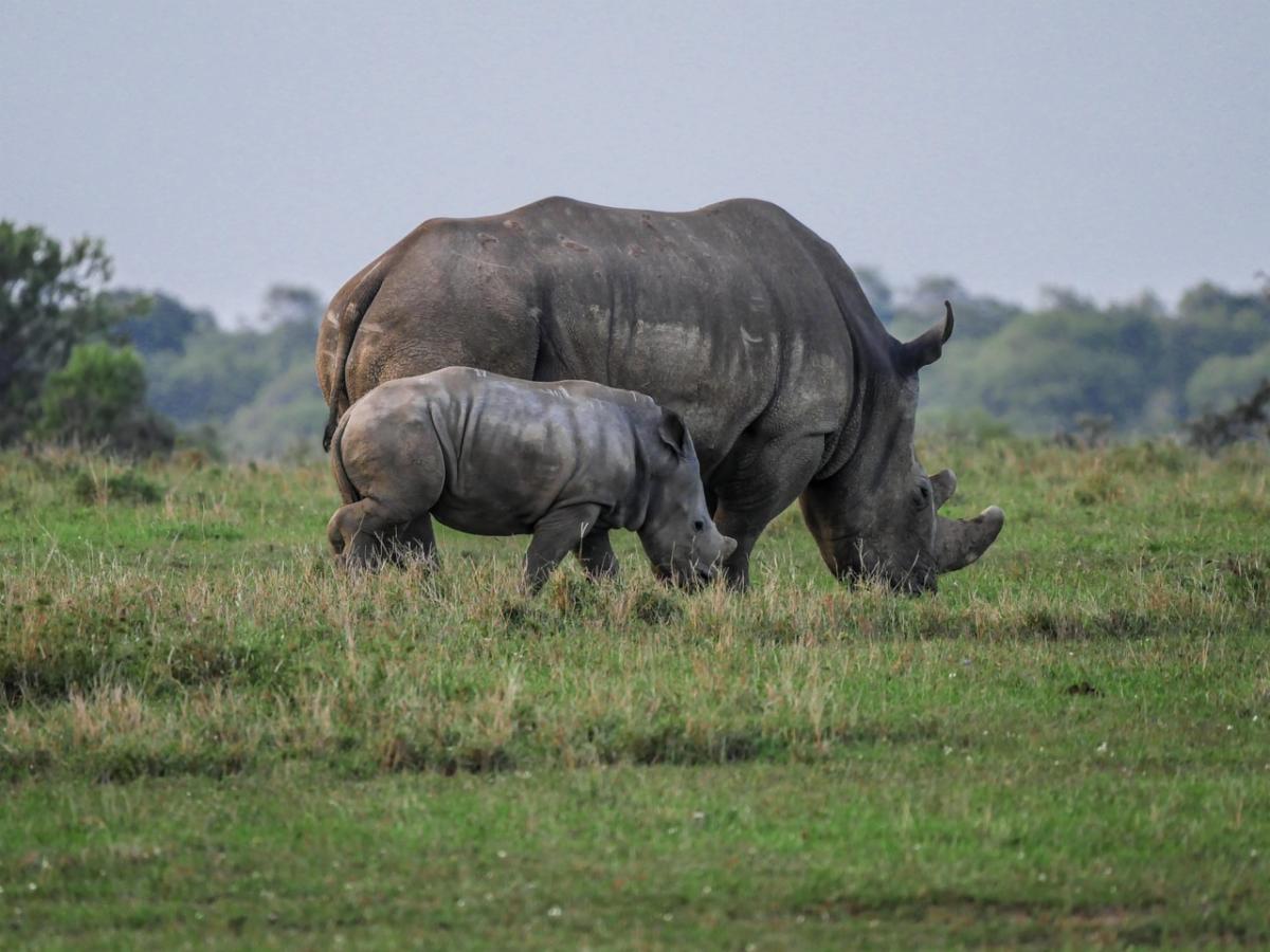 a smaller and larger rhinoceros on the plains of Africa