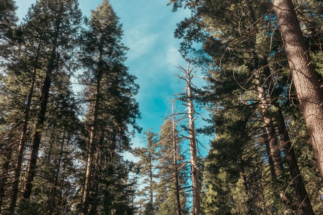evergreen trees