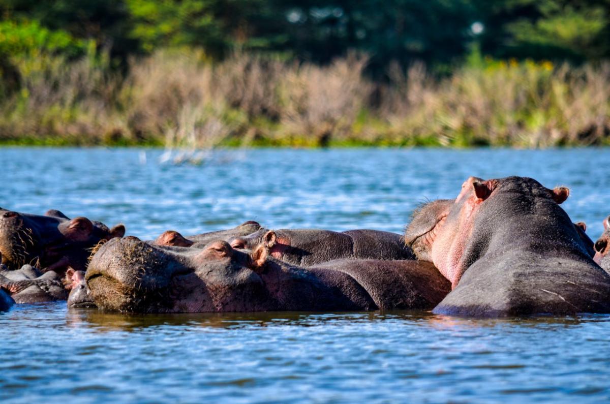 hippopotamuses on the plains of Africa