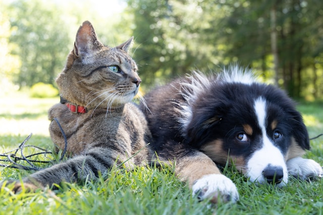 a cat and a dog lying on grass
