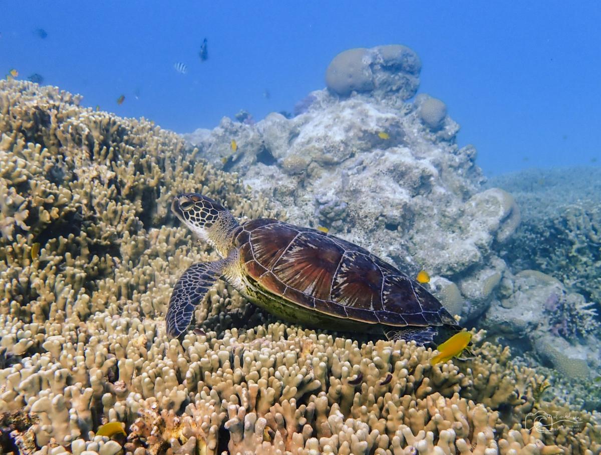 a sea turtle in the Great Barrier Reef