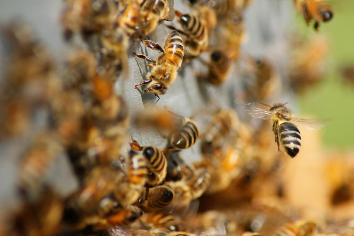bees on a hive