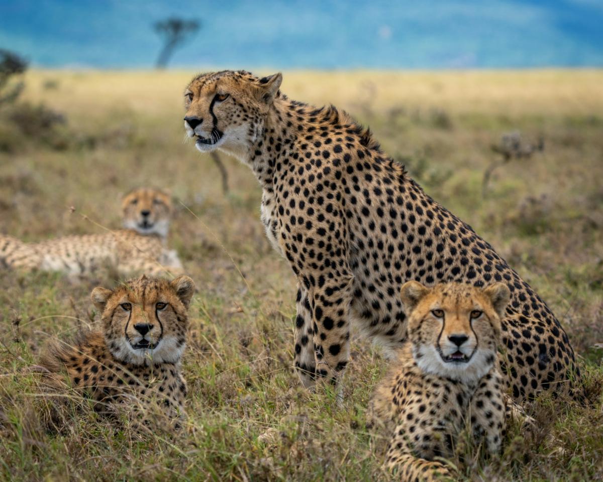 cheetahs on the plains of Africa