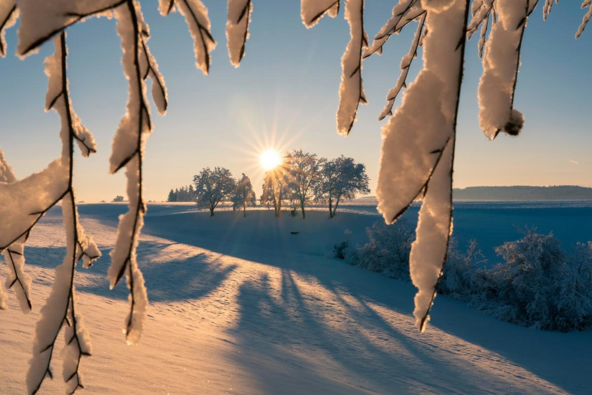 Sunrise through snowy trees