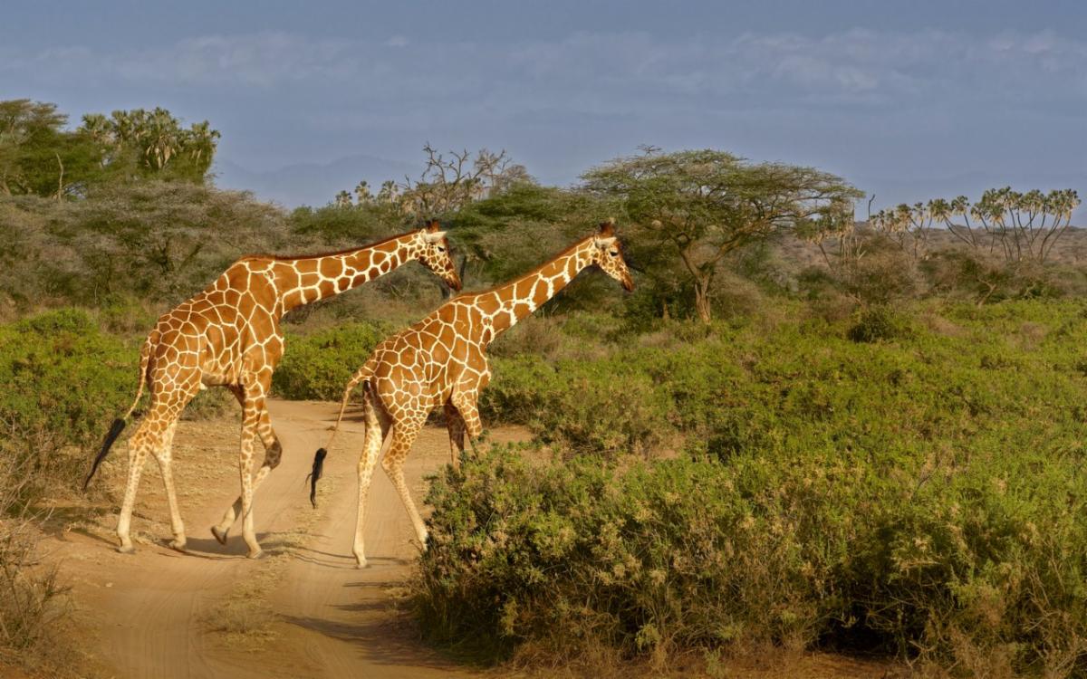 giraffes on the plains of Africa