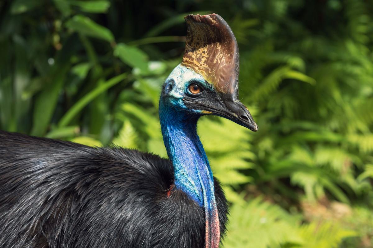 cassowary bird