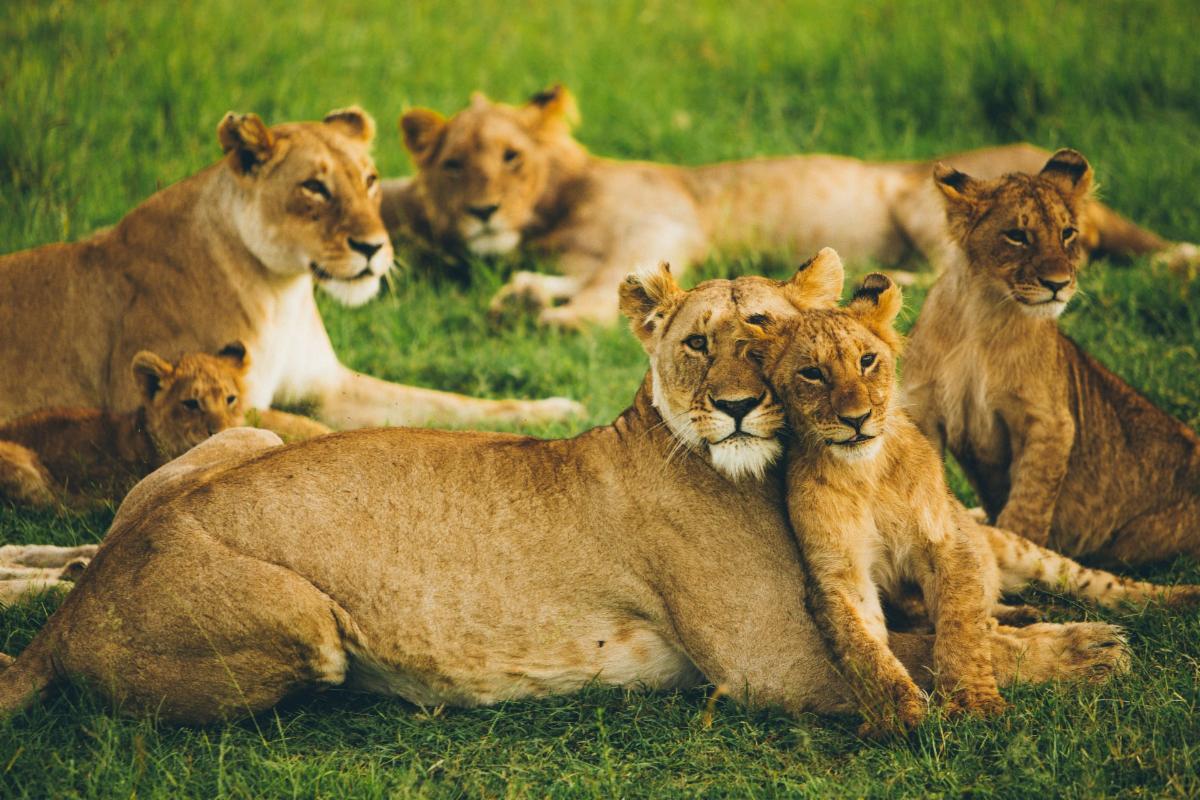 lions on the plains of Africa