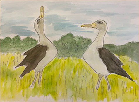 Albatross painting