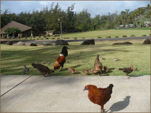 Kauai chickens