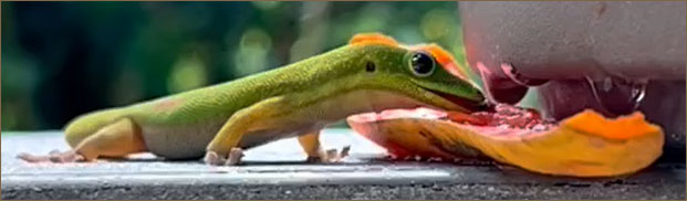 Lisa Gecko