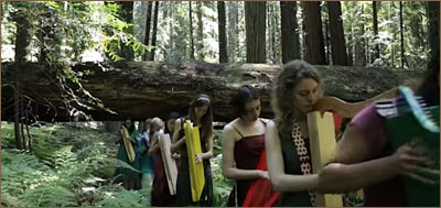 Harps in Redwoods