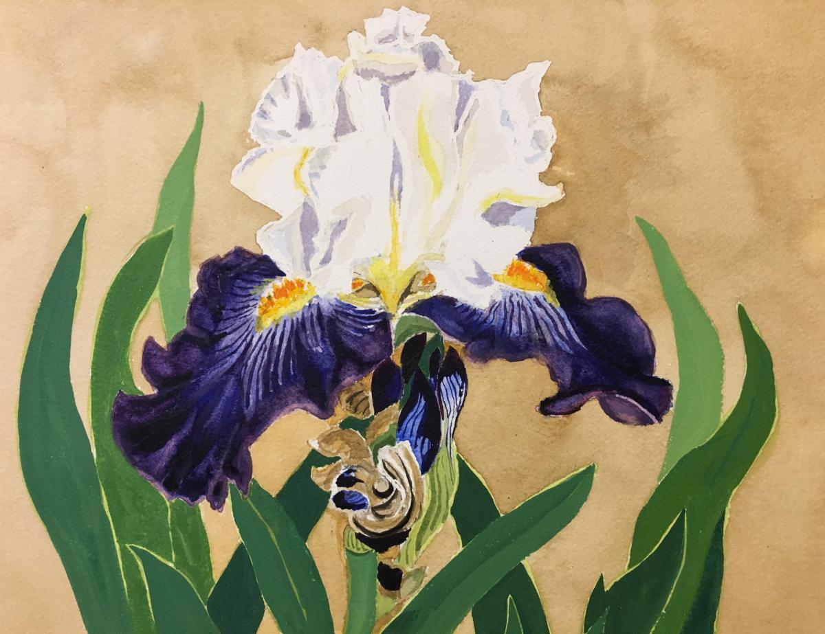 Iris