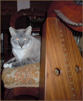 Suzanne's Cat