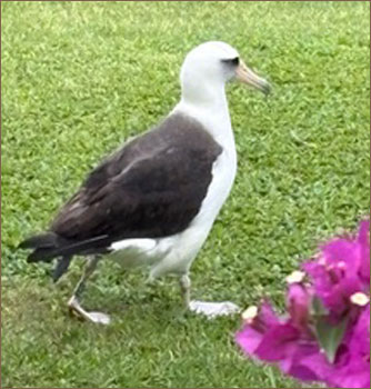 Albatross 2-years