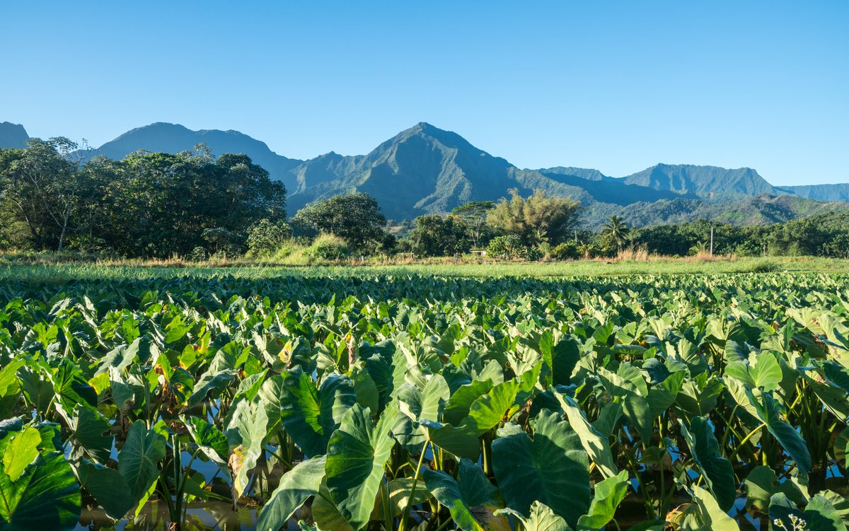 Taro fields on Kauai
