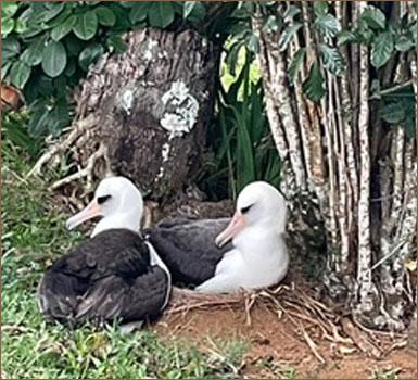 Albatross painting