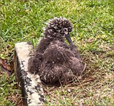 Albatross chick