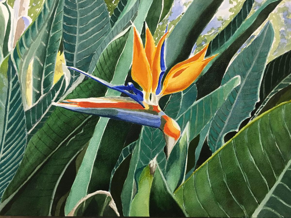 Bird of Paradise