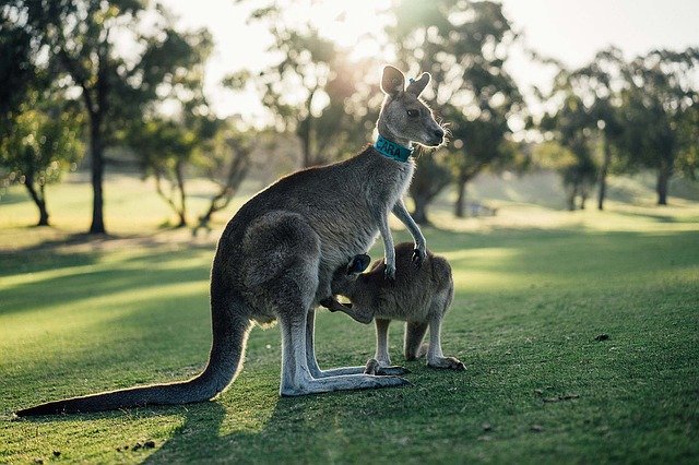 Australia kangaroo feeding offspring 