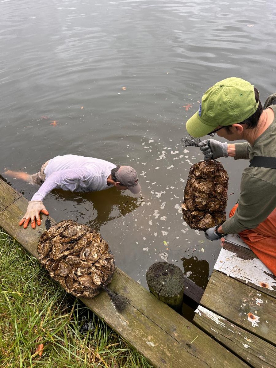 Severn River Action Plan