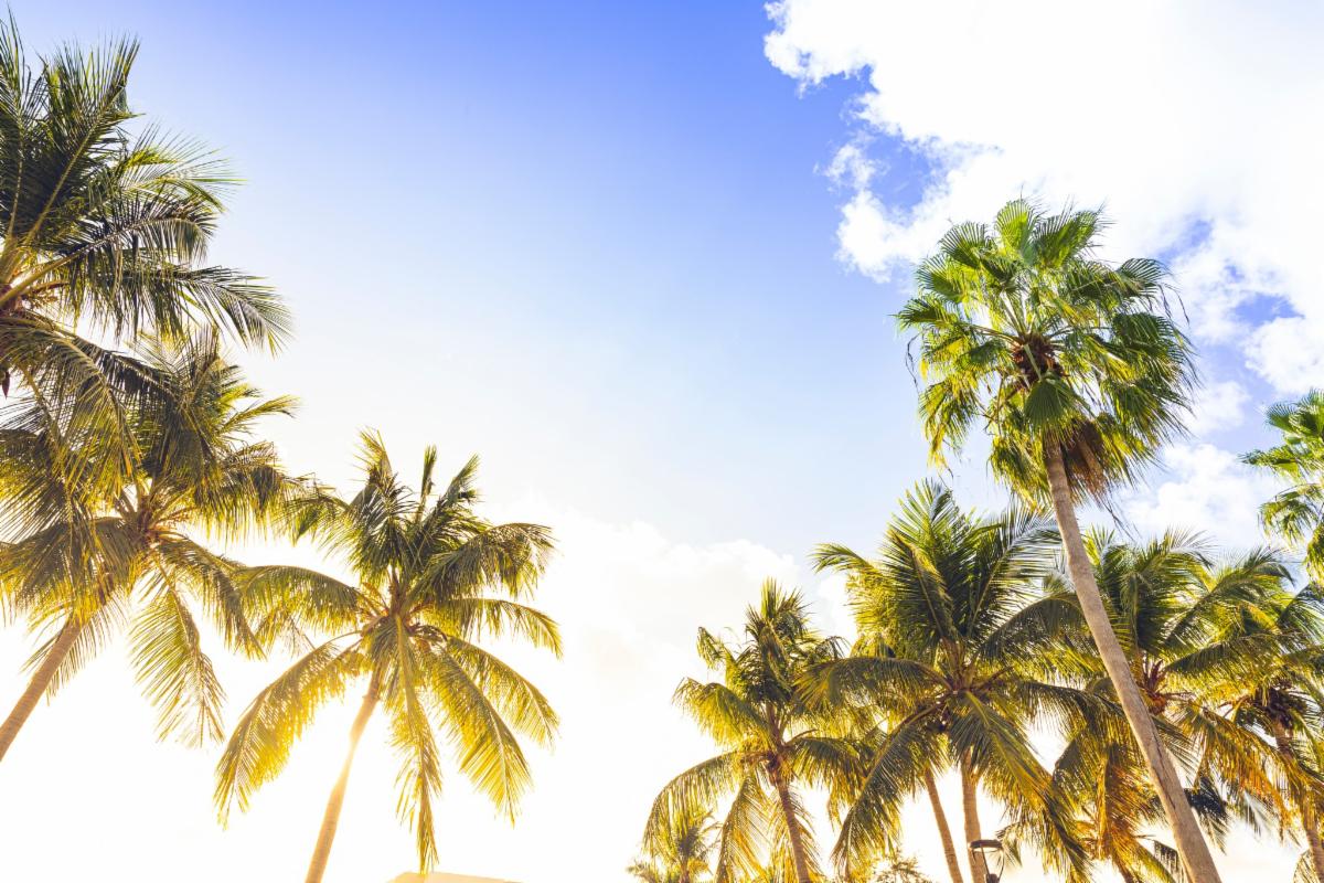 Palm trees