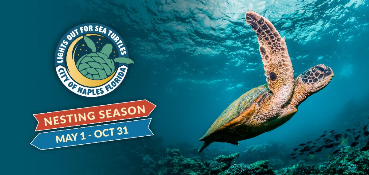 turtle swimming next to colorful banners that say sea turtle nesting season, may 1 - oct 31