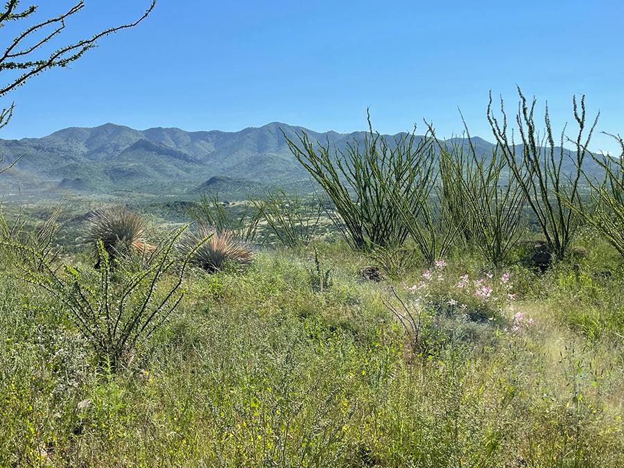 Southern Arizona Newsletter Long Realty Tubac