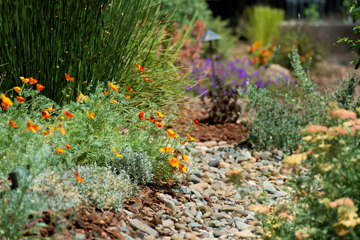 Stock photo of water efficient landscaping